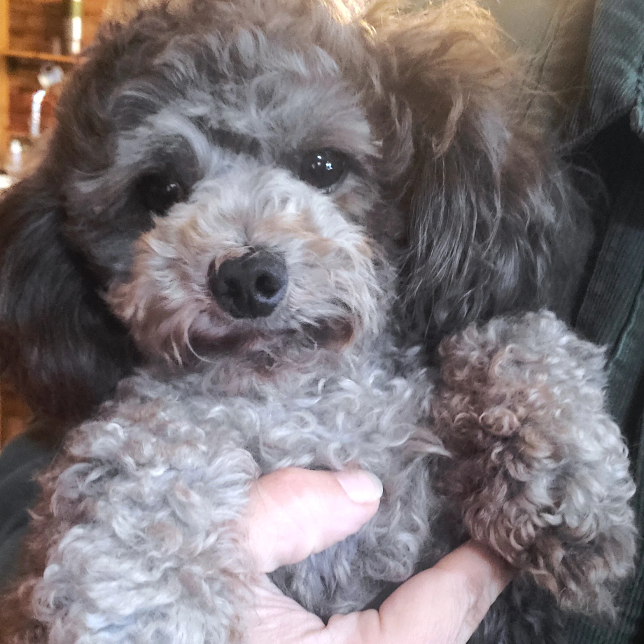 Meet Our AKC Toy & Miniature Poodle Parents | Health-Tested